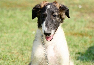 Russian Hound Greyhound