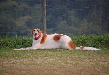 Russian Hound Greyhound