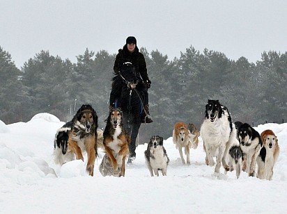 Greyhound walking in a snowy forest