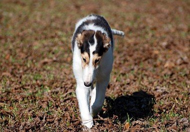 Russian Hound Greyhound