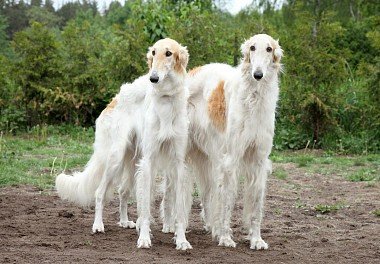 Russian Greyhound