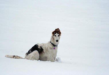 Russian Hound Greyhound