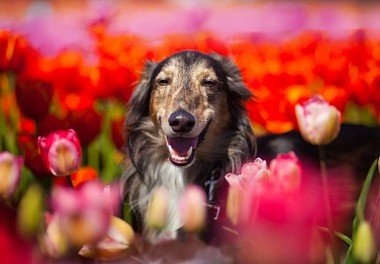 Russian Hound Greyhound