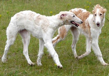 Russian Greyhound