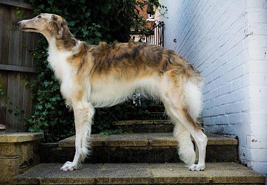 Russian Hound Greyhound