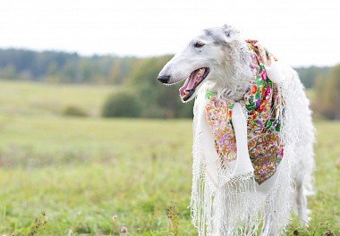 Russian Hound Greyhound