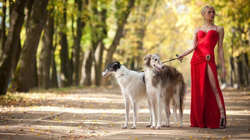 Russian Greyhound with girl in red dress