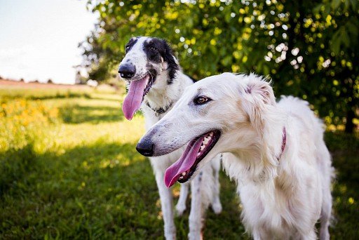 Russian Greyhound