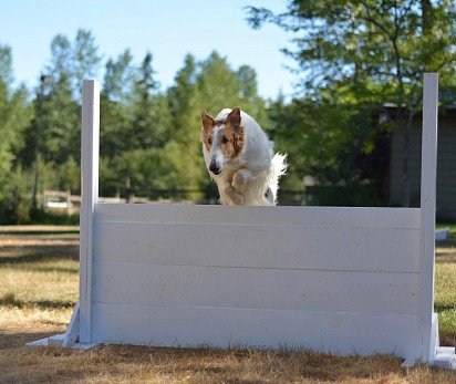 Russian Greyhound Training