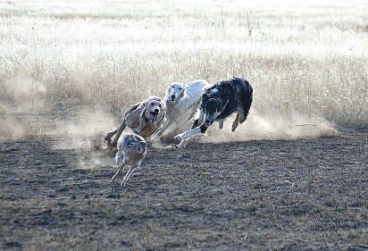 Russian Greyhounds chasing a hare