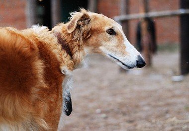 Russian Greyhounds on display