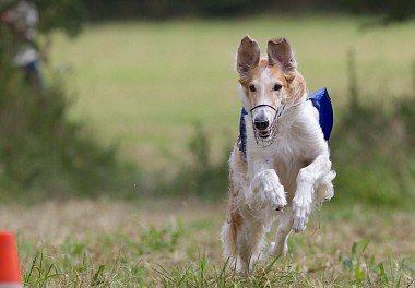 Russian Hound Greyhound