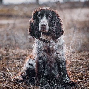 Russian Hunting Spaniel