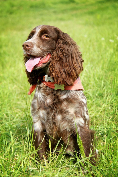 Russian Hunting Spaniel