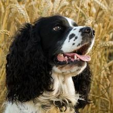 Russian Hunting Spaniel