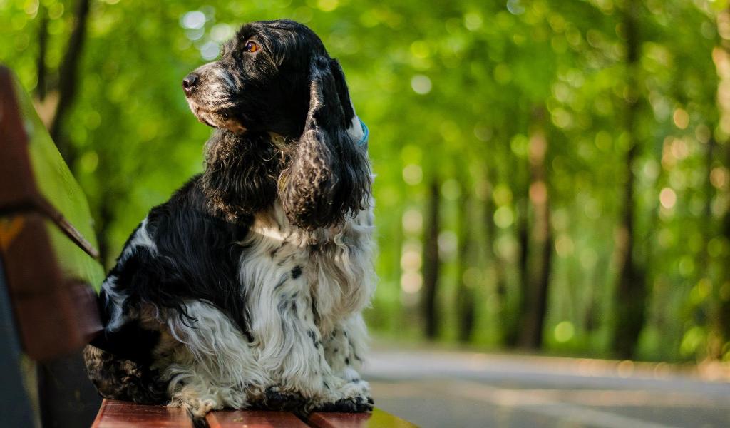 Russian Hunting Spaniel