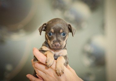 Russian Toy Terrier