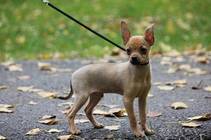 Russian Toy Terrier