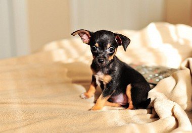 Russian Toy Terrier