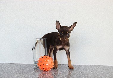 Russian Toy Terrier