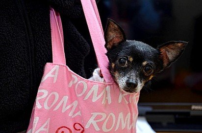 Russian Toy Terrier