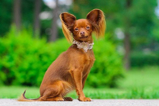 Russian Toy Terrier