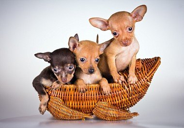 Russian Toy Terrier