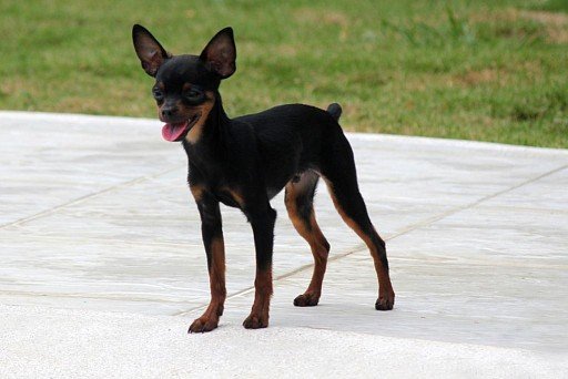 Russian Toy Terrier