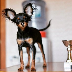 Russian Toy Terrier