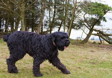 Russian Black Terrier