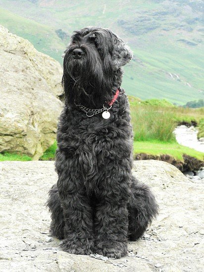 Russian Black Terrier observing the neighborhood