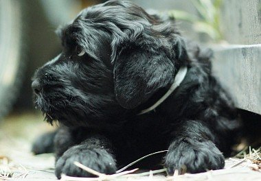 Russian Black Terrier