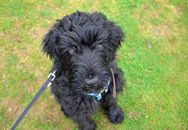 Russian Black Terrier