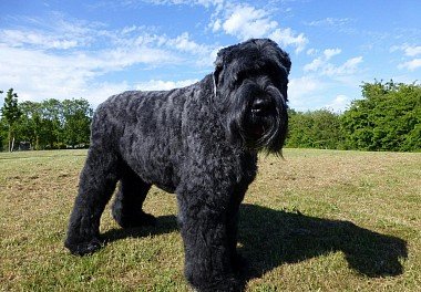 Russian Black Terrier