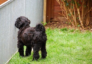 Russian Black Terrier