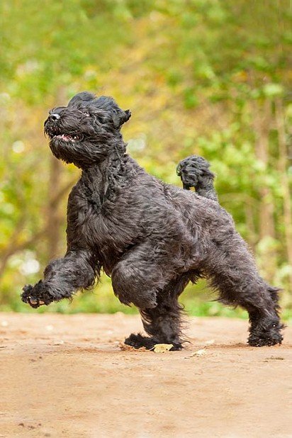 Russian Black Terrier