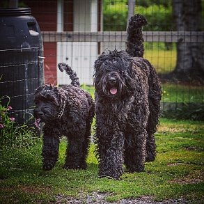 Russian Black Terrier