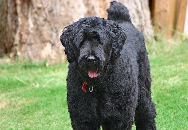 Russian Black Terrier