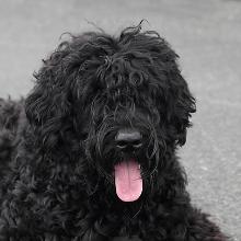 Russian Black Terrier