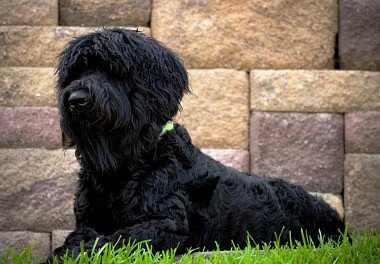 Russian Black Terrier