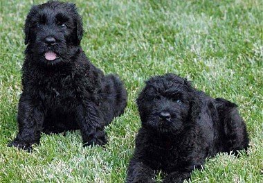 Russian Black Terrier