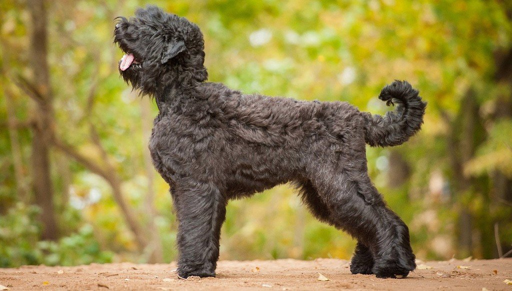 Russian Black Terrier