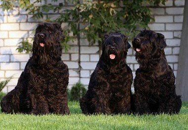 Russian Black Terrier