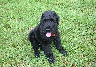 Russian Black Terrier