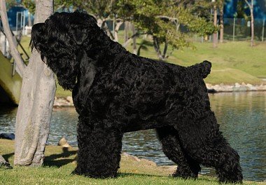 Russian Black Terrier