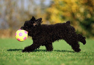 Russian Black Terrier