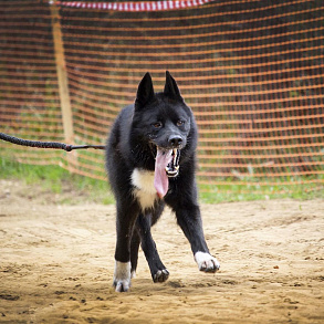 Russian-European husky