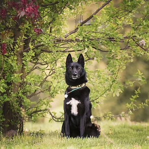 Russian-European husky