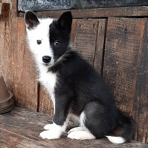 Russian-European husky