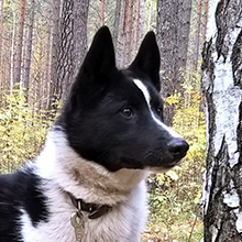 Russian-European husky